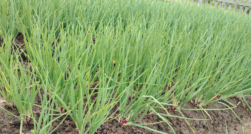    Фото из архива редакции