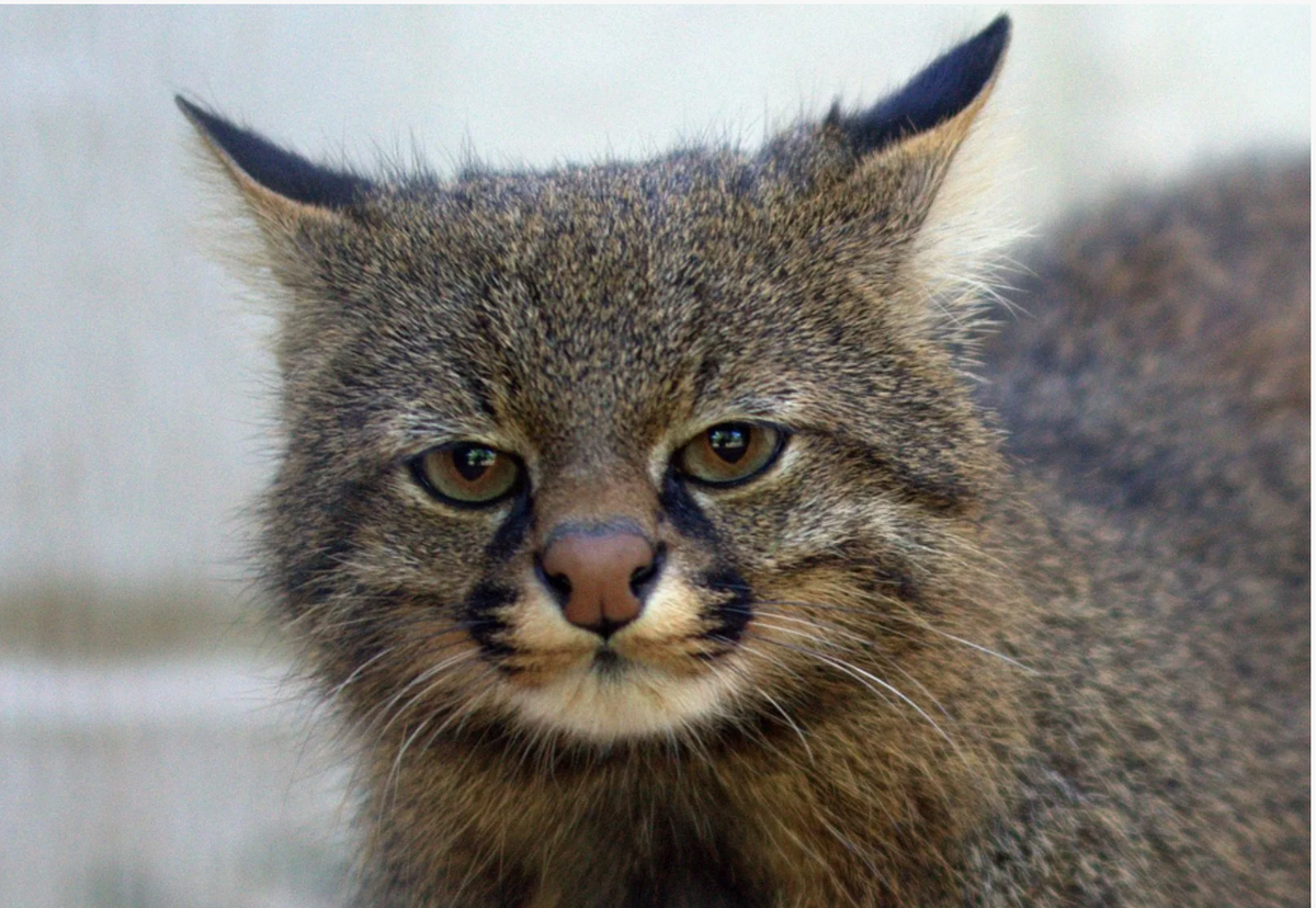 Охотник на пингвинов: Хотя её основная добыча — грызуны, в прибрежных районах Патагонии пампасская кошка была замечена за весьма необычным занятием — охотой на пингвинов. Это одна из немногих сухопутных кошек, которая смогла адаптироваться к добыче таких специфических морских птиц.