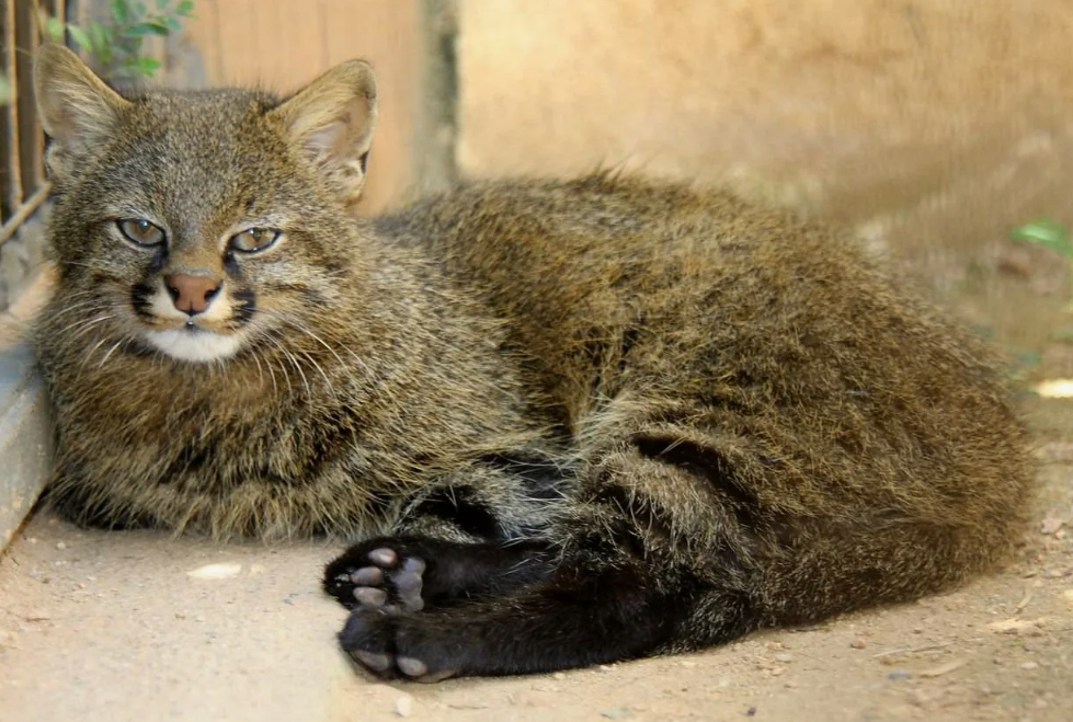 Таксономическая головоломка: До 2020 года учёные считали пампасскую кошку одним видом. Однако новейшие генетические исследования перевернули всё с ног на голову: выяснилось, что под этим названием скрывается минимум пять (а возможно, и восемь) разных видов. Они настолько сильно отличаются друг от друга внешне, что биологи десятилетиями спорили, к какому роду их отнести.