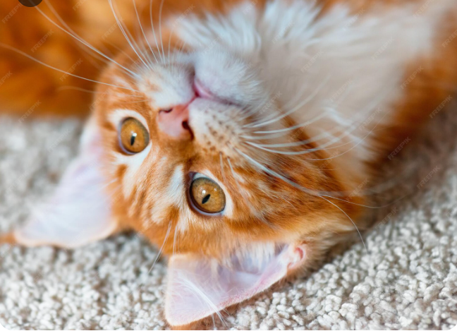 Я решила что у меня сегодня хорошее настроение, а почему я так решила - я ещё не решила.