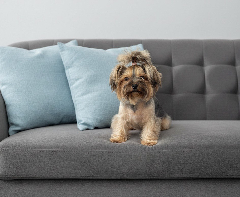 Адаптивный груминг - это не скорость и не идеальная форма с первого раза. Это процесс, в котором животному дают время привыкнуть, почувствовать безопасность и выстроить доверие без давления и форсирования.