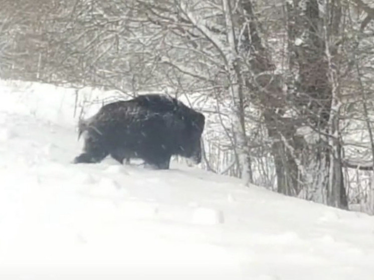     Фото опубликовано в ВК-сообществе Правопорядок Северодвинска