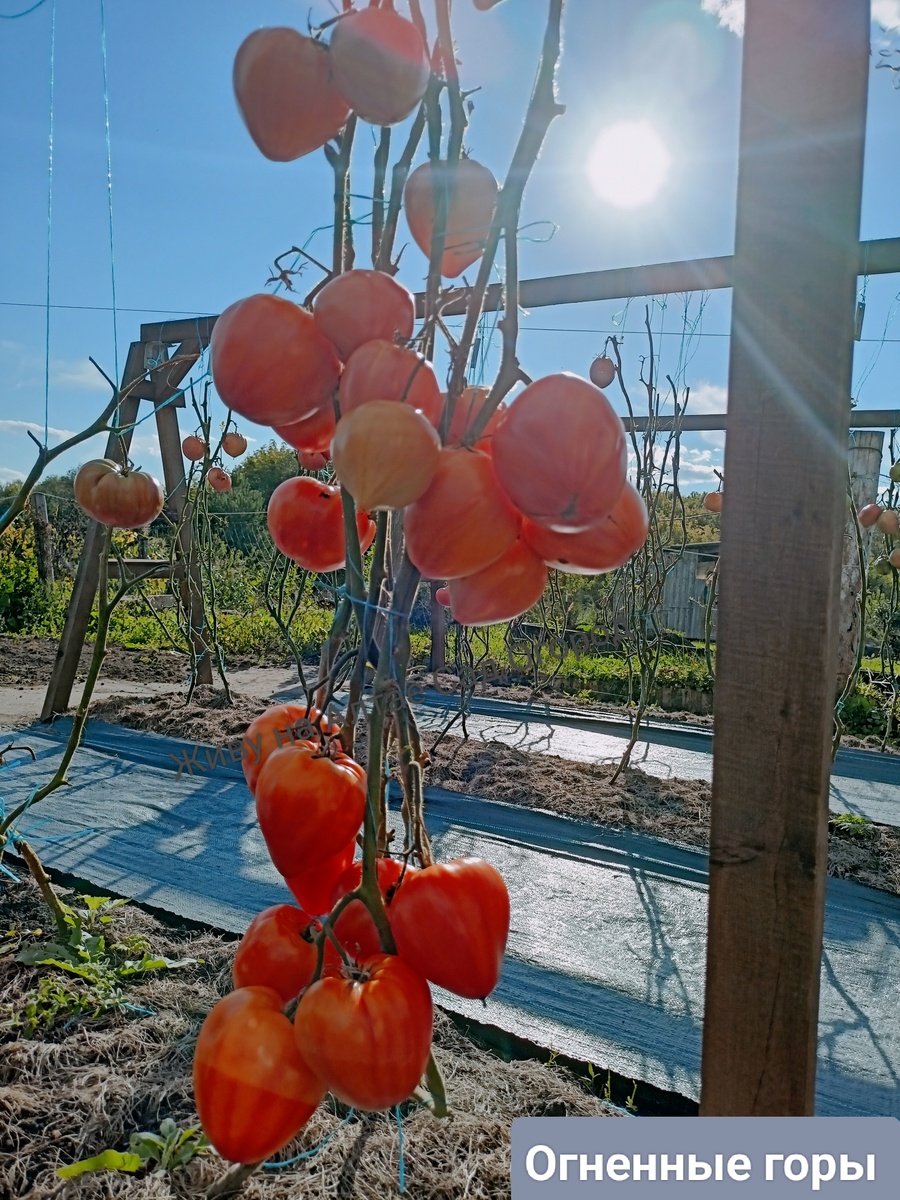 28 августа. Созревать томаты не торопились. 