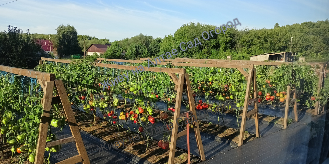 Планирую посевы томатов на новый сезон