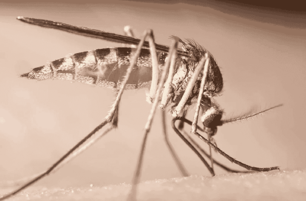    Камар перестает быть просто назойливым жужжащим кровососущим. Изображение: Newatlas