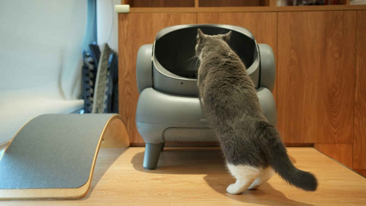    Самое главное — не форсировать события и не торопить кошку