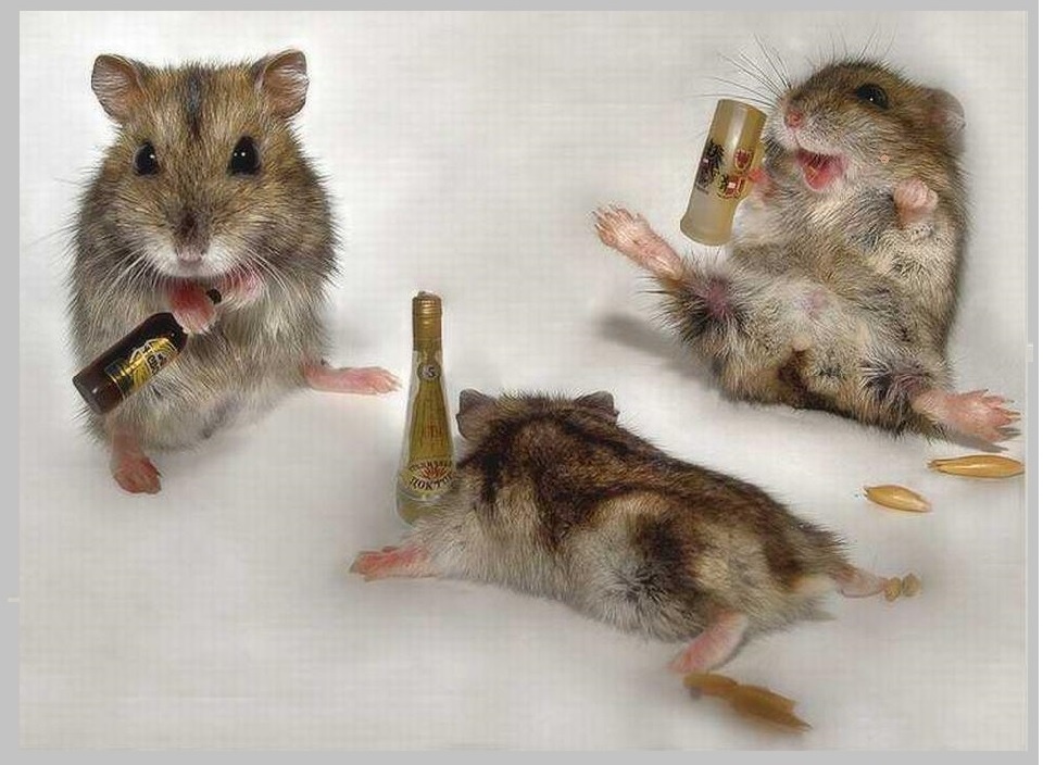 Рассказ, быль