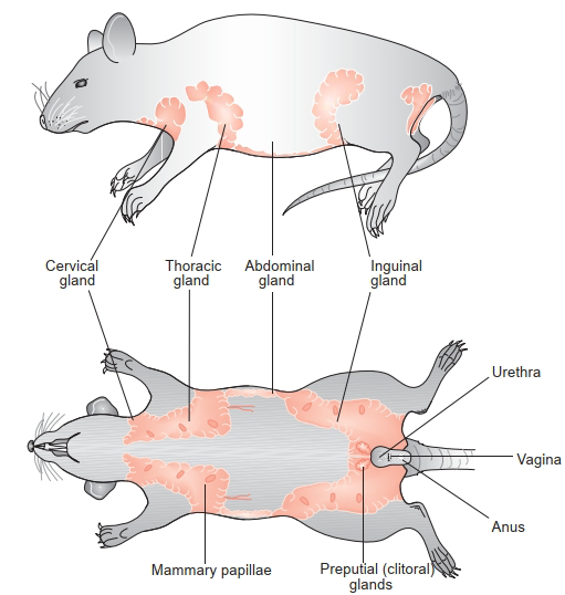 Рисунок 1. Топография ткани молочной железы у самки крысы. Источник: Clinical Anatomy and Physiology of Exotic Species, 2005.