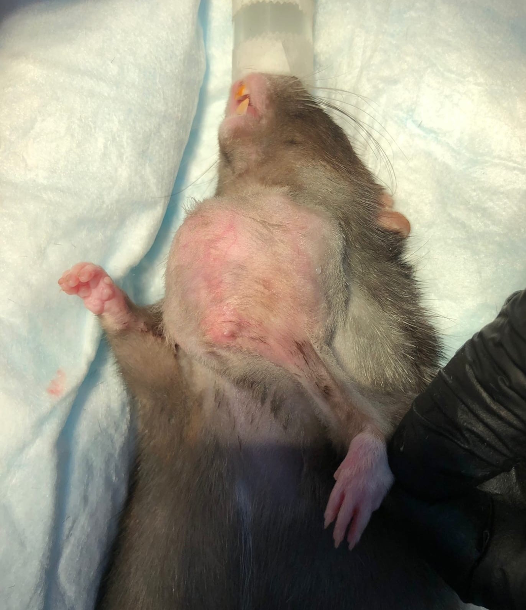 Фото 1. Новообразование шейной молочной железы у крысы. Фото: из практики в/в Галенко О. Л.