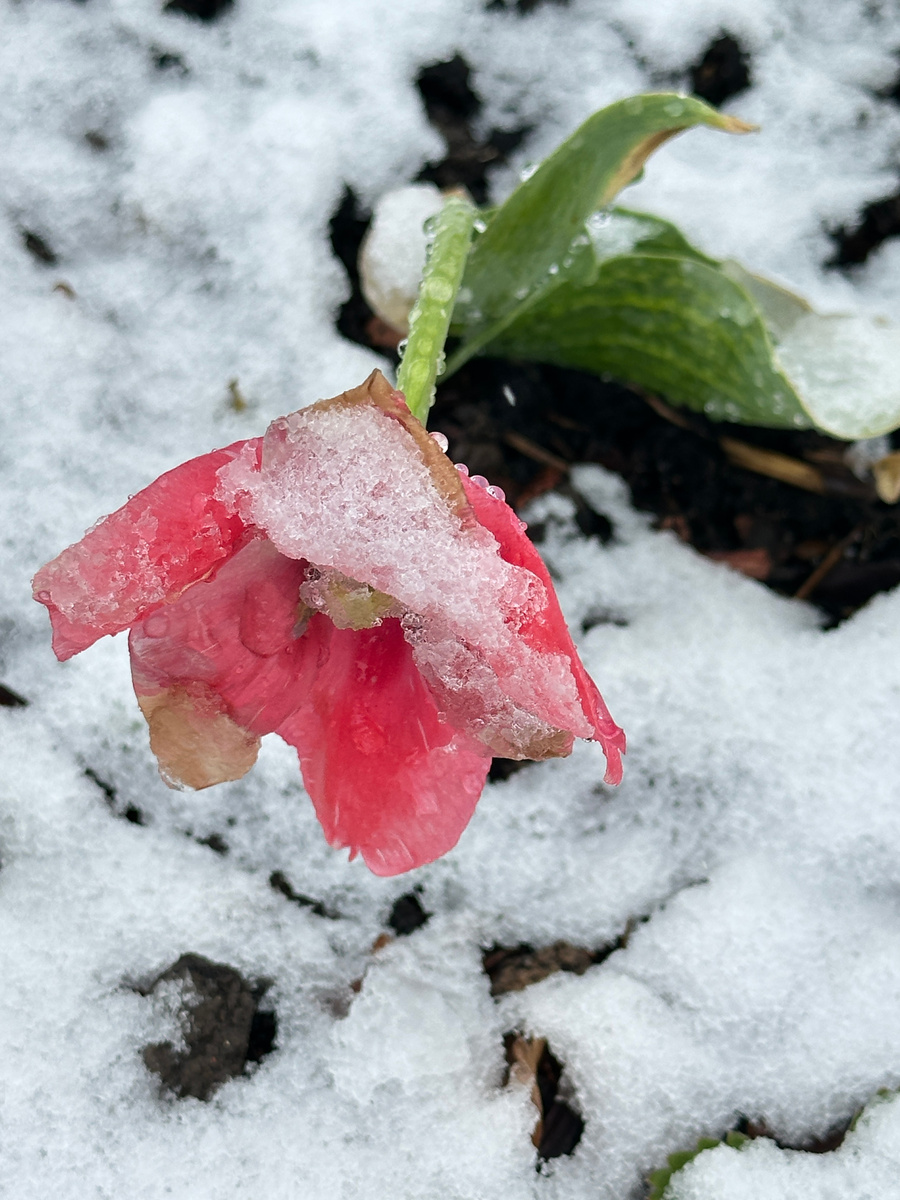 Начало мая. Вспомнишь - вздрогнешь... (фотографии в тексте мои).