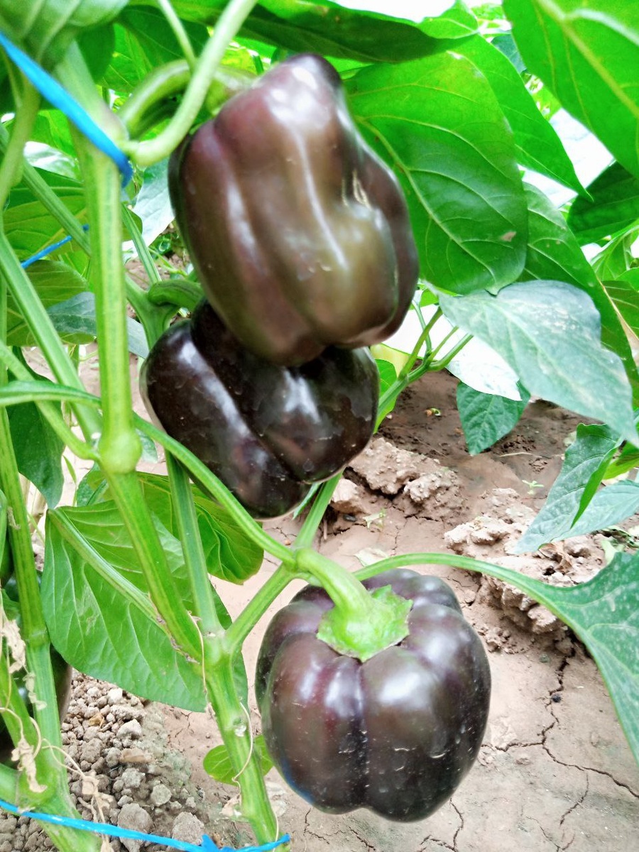 Сортовой перец Биг папа