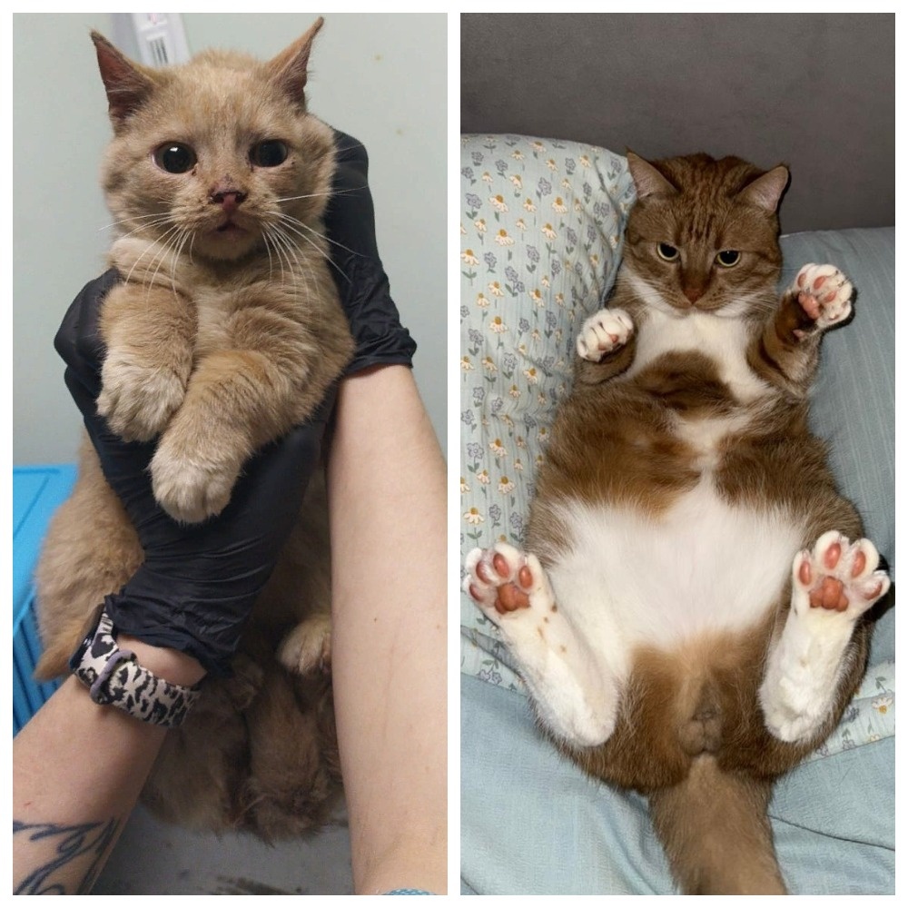 Румяный Колобочек укатил домой 01 февраля 2025 года.