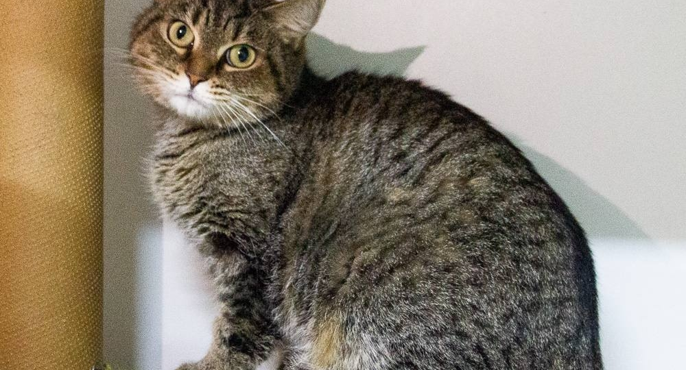 😿 Кошка Лотти робко надеется на счастливый шанс 🙏