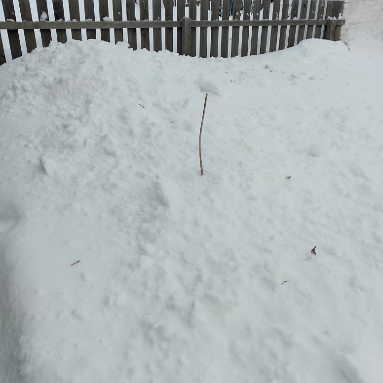 Палка удачно воткнулась - в этом районе начинается плантация клубники 😁