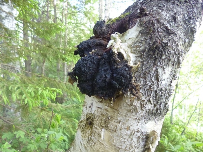 Чага на берёзе (фото из архива автора)
