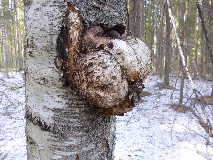 Сувель (свиль) - нарост на берёзе (фото из архива автора)