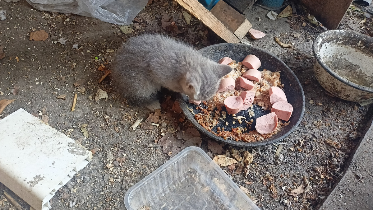 Таким котенок был в месячном возрасте. Соседи нашли его у себя на чердаке и оставили себе. Очень у него глаза были грустные всегда. Фото автора.