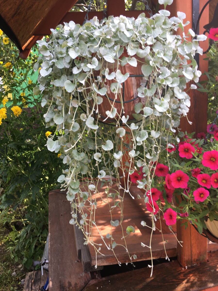    Дихондра 'Серебряная осень' в середине августа