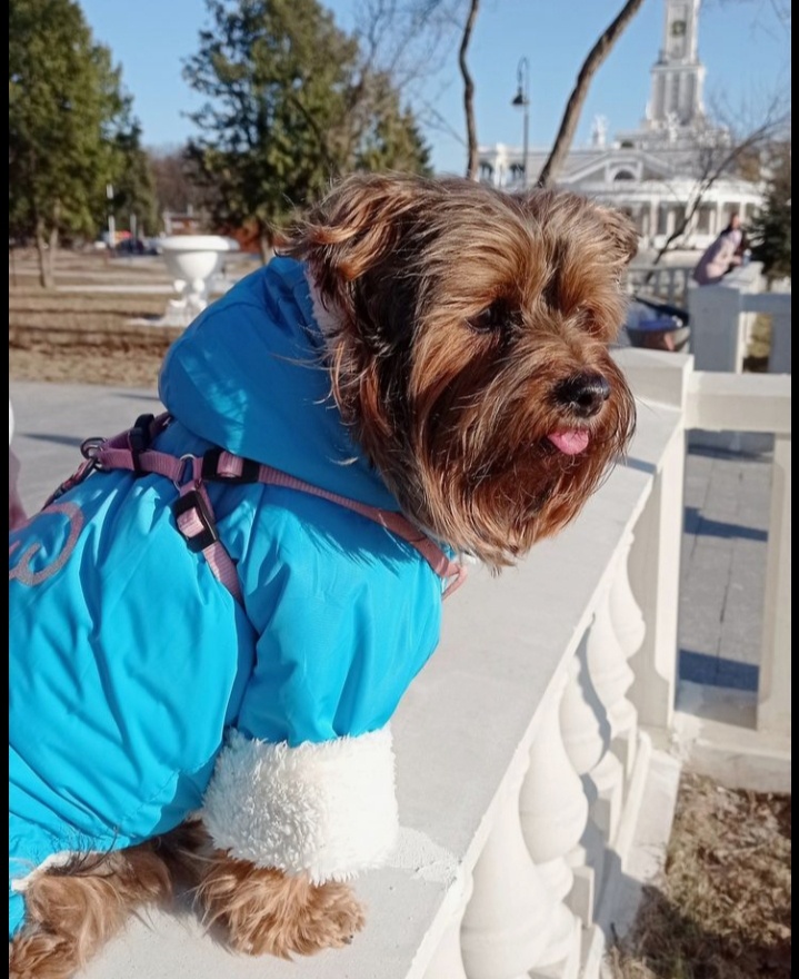 Не может Творец, создавший собаку с такой преданностью, оставить её существование без смысла.