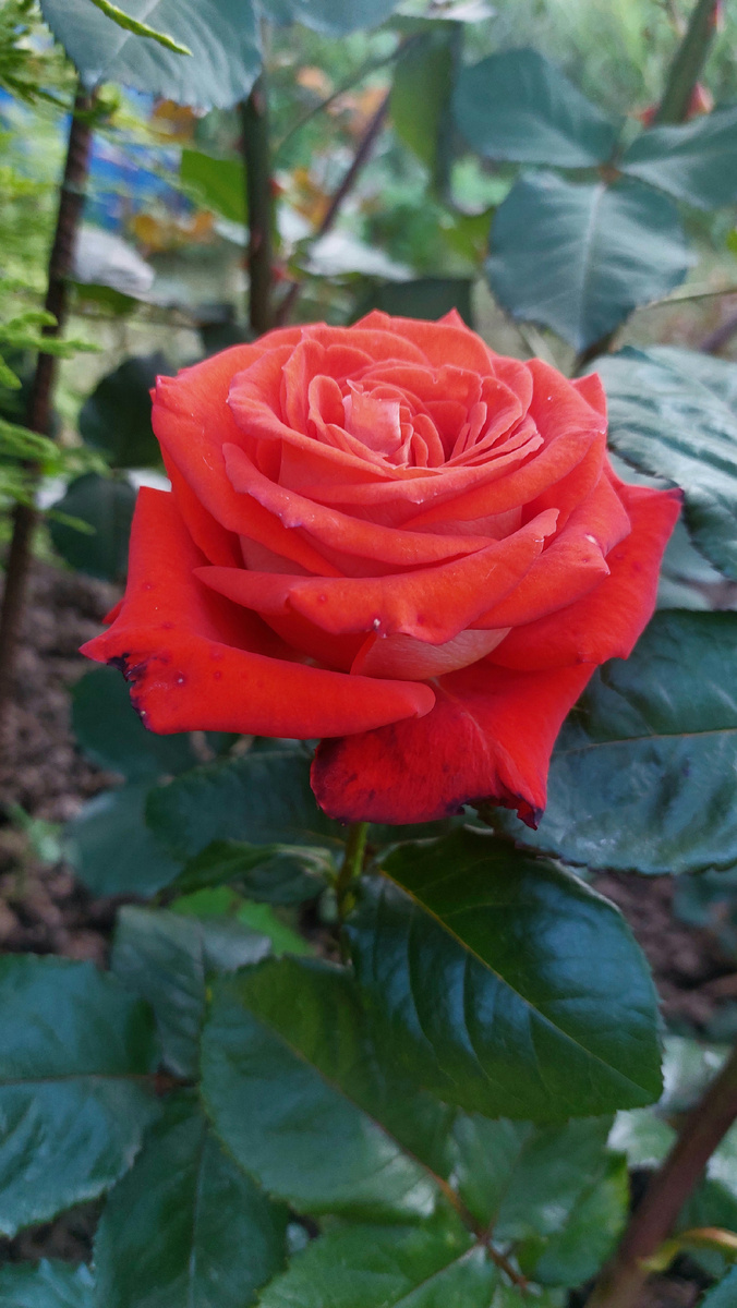 Верано. Ч/г роза