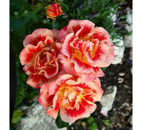 очень здоровенькая, неприхотливая, яркая, с длительным сроком жизни переменчивых цветов.