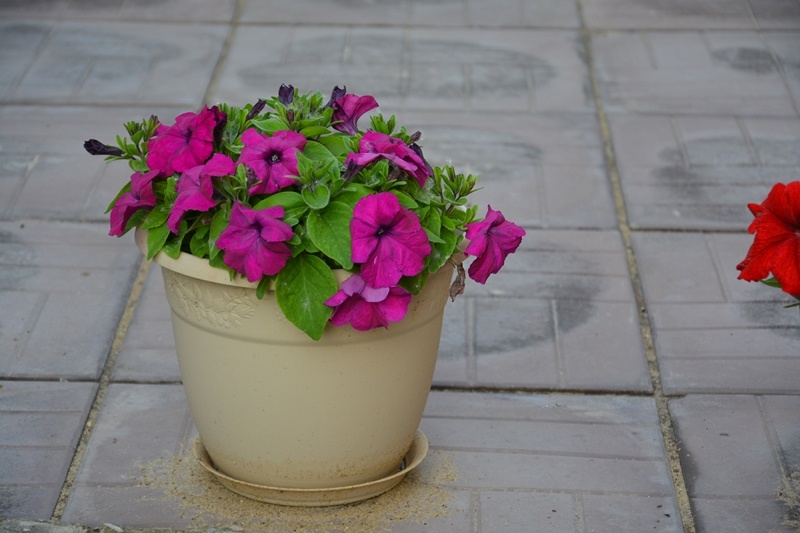 Простая петуния, выращнная из своих семян