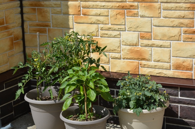 Июнь. Овощи в горшках