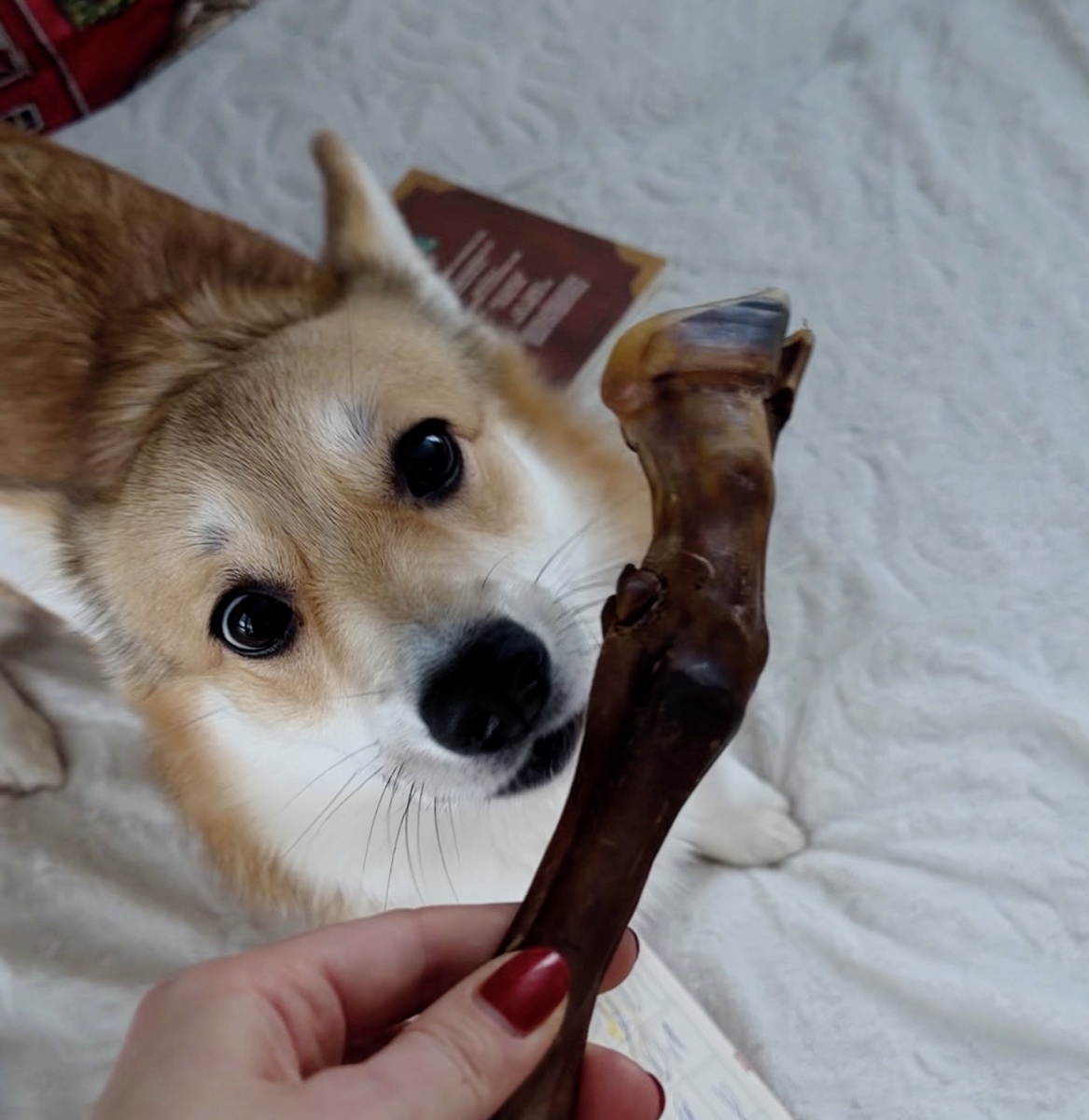 Собака Твикси и копыто