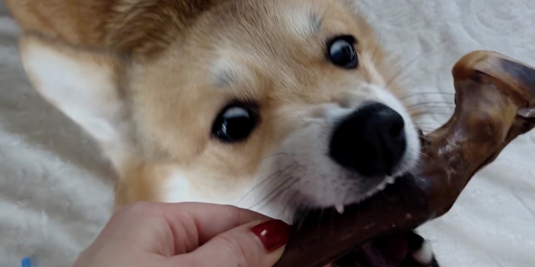 Новогоднее копыто или тайная жизнь моей собаки