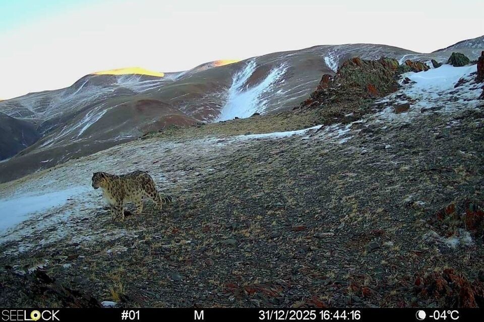    Снежные барсы. Источник: Сайлюгемский нацпарк