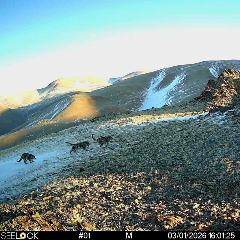    Снежные барсы. Источник: Сайлюгемский нацпарк