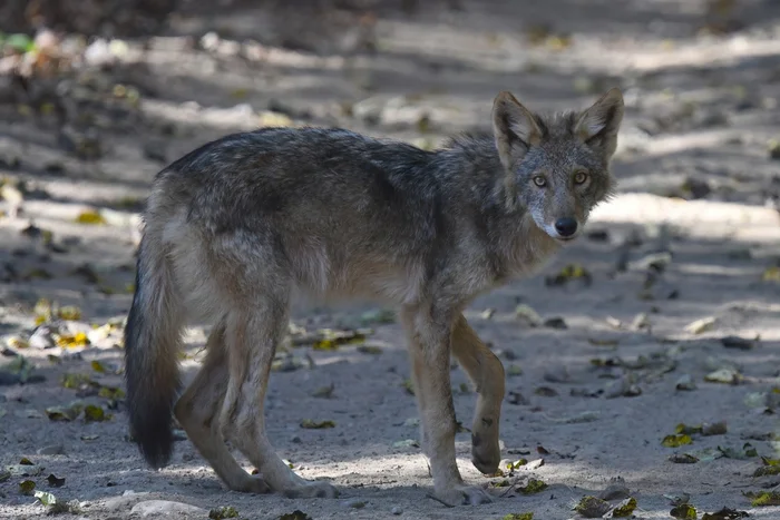 Восточный волк