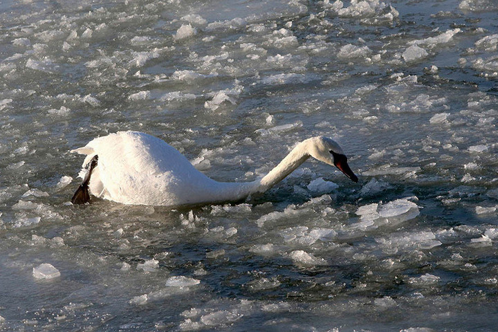 Ивановцы рассказали о лебедях, которые замерзают в Родниковском парке