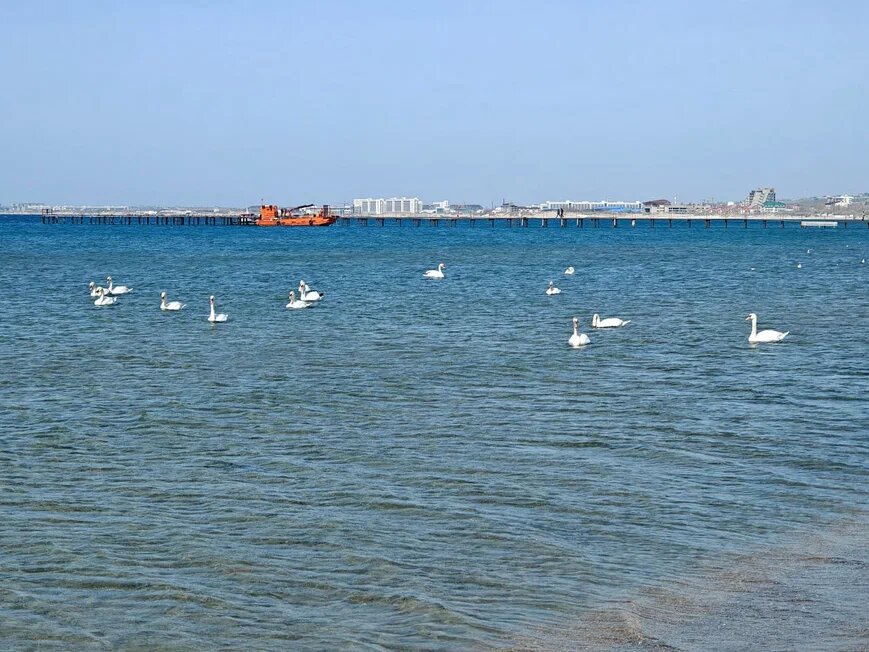    Фото: Юрий Серебренников/BFM Кубань