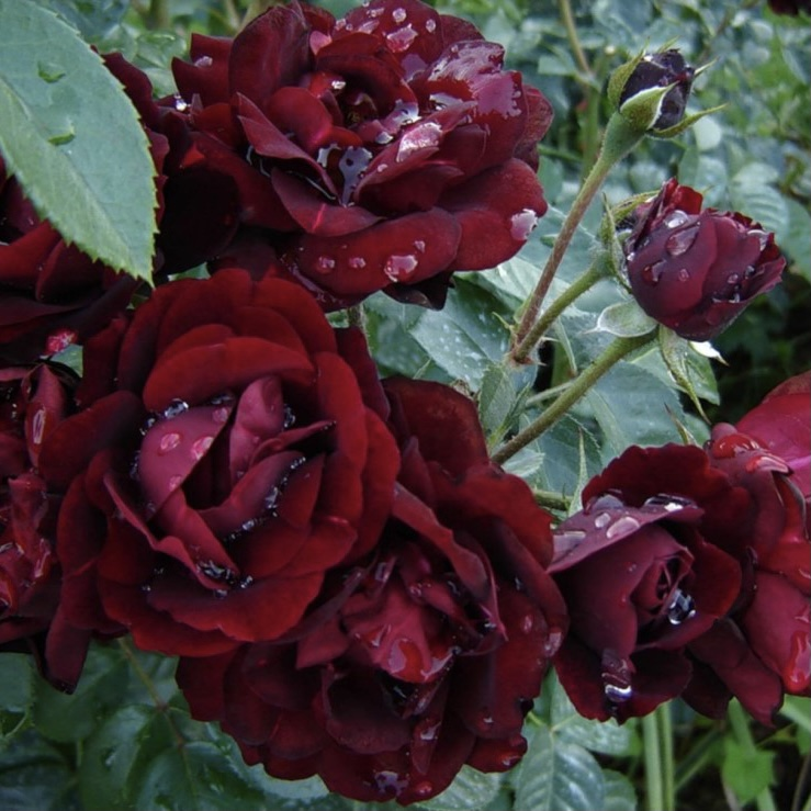 не бордовый....а глубокого кроваво-красного цвета... и это совершенно отличительный оттенок красного, который очень приближается к коричневому. Очень необычно уложены лепестки. И роза производит впечатление, словно она извлечена из шкатулки бабушки, хранившей письма и букетики своих ушедших поклонников. И цвет розы шоколадно-бордовый. 