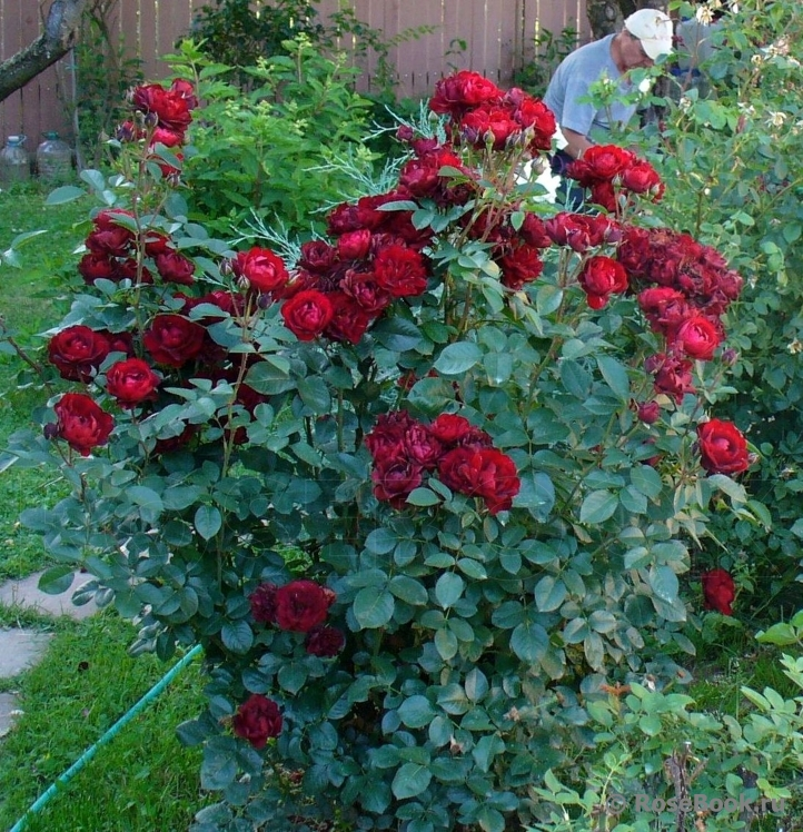 Цветы 5-7 см, кистями, цветут дружно, потрясающего бархатного темно-бордового цвета с золотой серединкой (на ночь кокетливо её прикрывает).:) Устойчив к капризам природы.