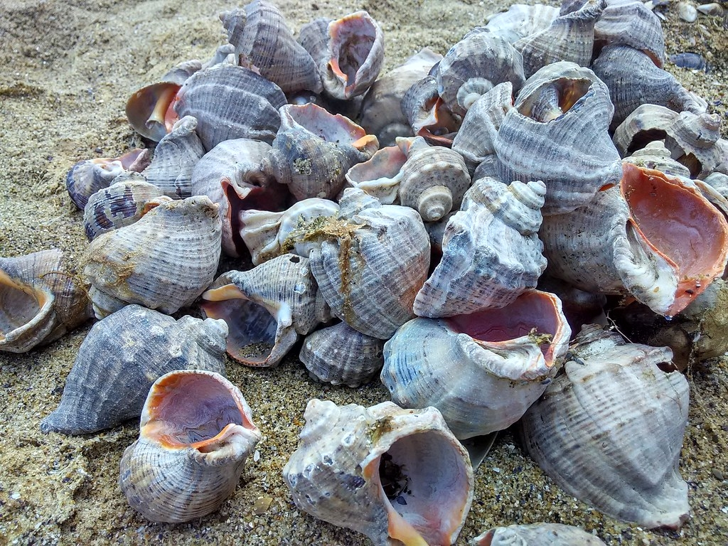 Увозя с собой ракушку рапаны, вы делаете одного черноморского обитателя чуть более счастливым! 
