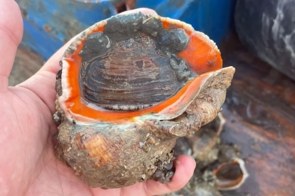 — Абонент вне зоне доступа. Перезвоните позже. — Серёга, ты дурак? У автоответчика женский голос! 