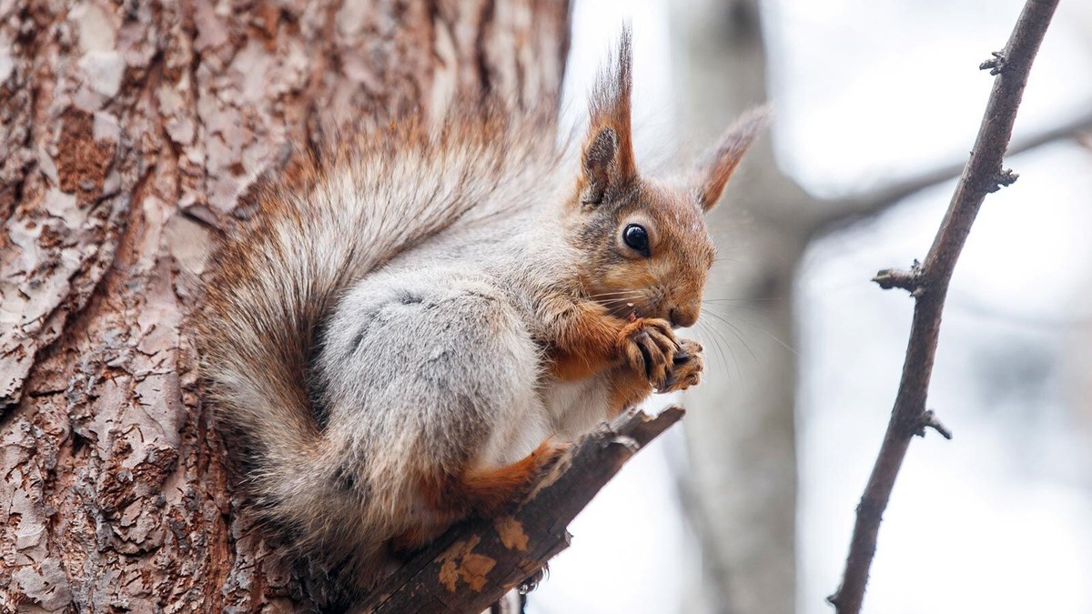    Источник: Пресс-служба Департамента природопользования и охраны окружающей среды города Москвы