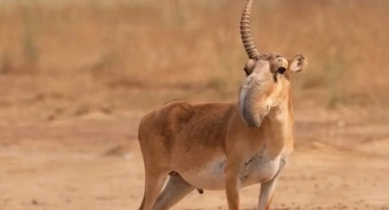 Второй рог то ли был, то ли не был.