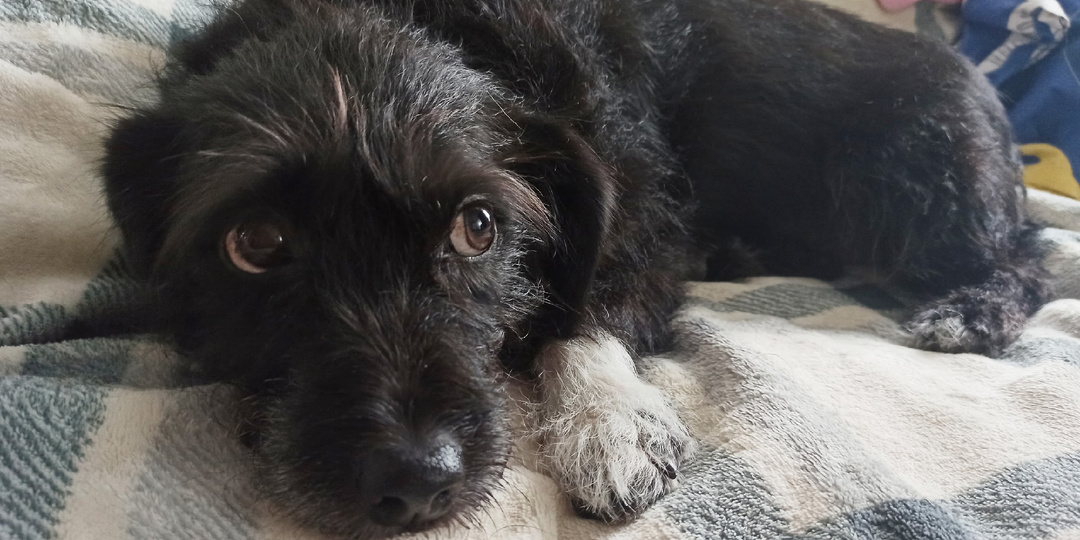 Марусино Счастье🐾🐾🐶: Новогодние Чудеса и Искренняя Благодарность