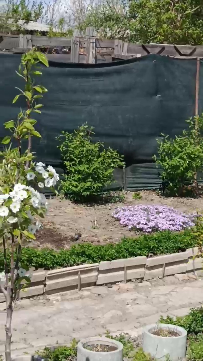 Рудбекия – канал про цветы. На заднем плане два куста Жимолости, цветёт "Флокс шиловидный", по краю грядки петрушка, слева цветёт груша "Любимица Клаппа".