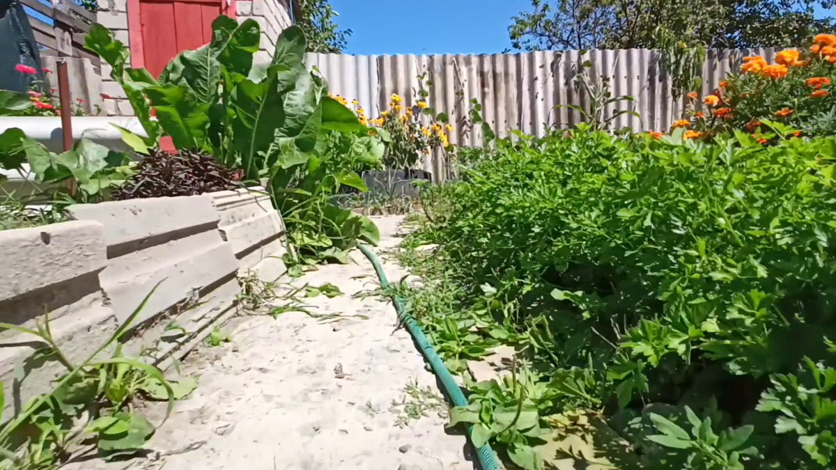 Рудбекия – канал про цветы. На углу грядки, на фоне хрена, слева - ампельный Базилик.