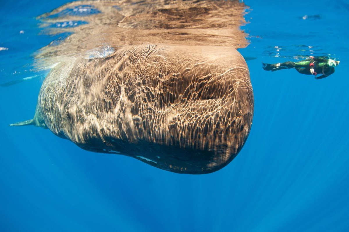Когда я говорю, что плыву и заглядываю в глаз киту, я не преувеличиваю. Мы действительно смотрим друг другу в глаза.