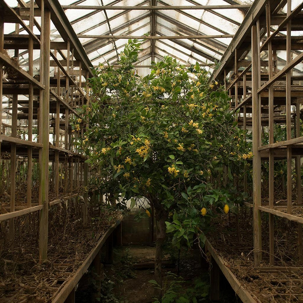 "— Слава тебе, безысходная боль!
Умер вчера сероглазый король!.."