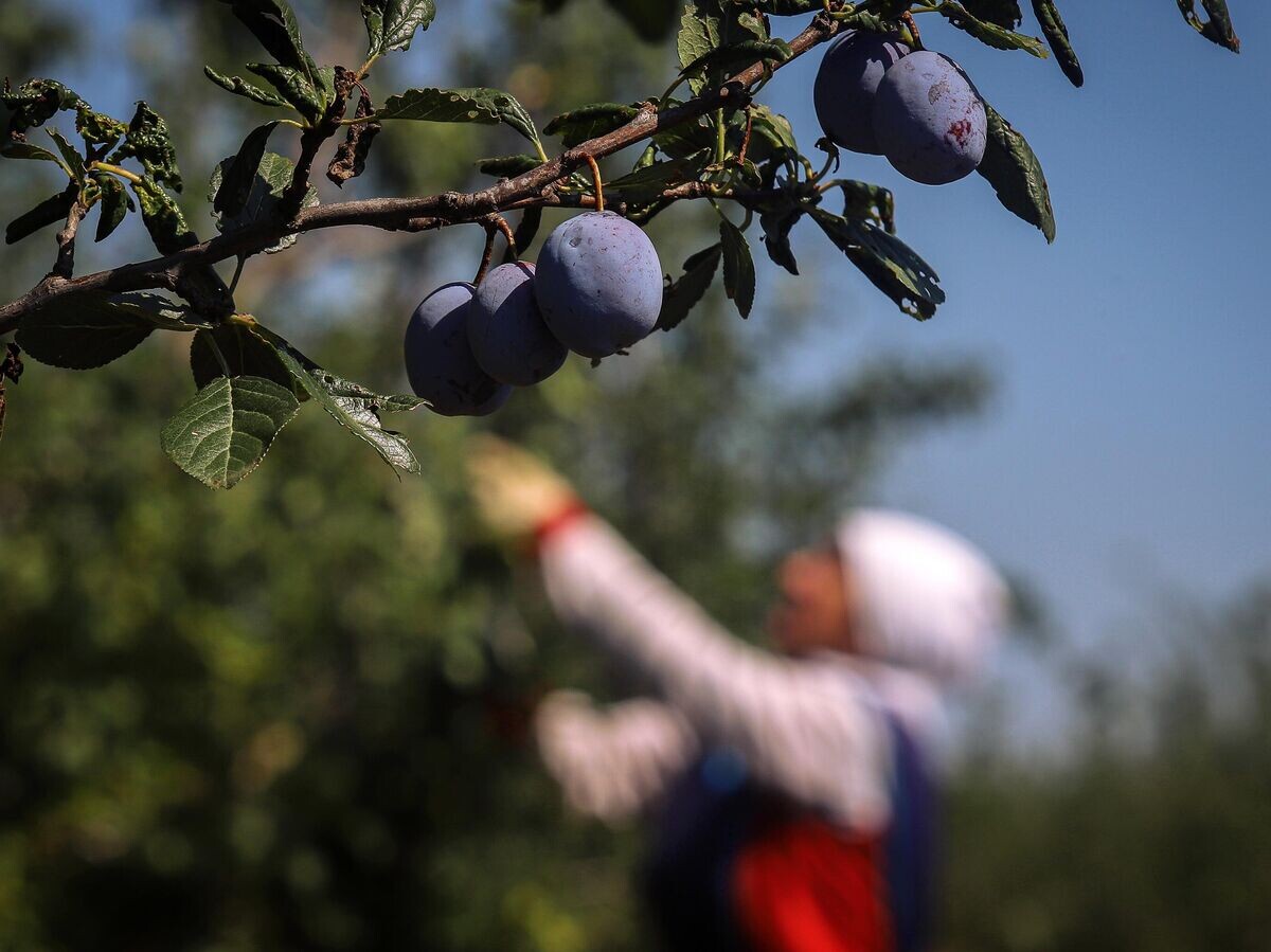    Колосья с зерном риса, выращенные на селекционных полях Федерального научного центра риса (ФНЦ риса) в Краснодарском крае© РИА Новости . Денис Абрамов