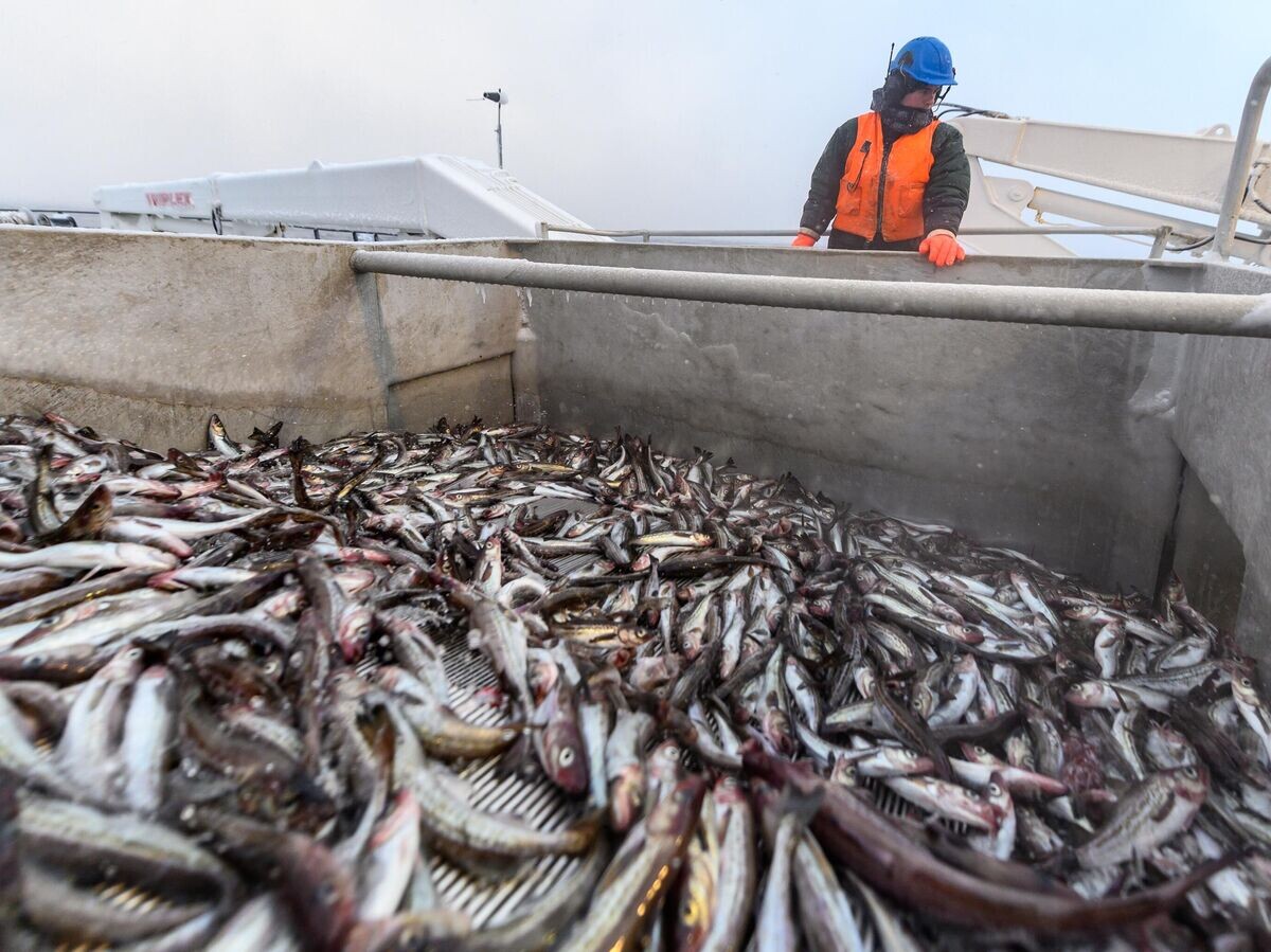    Добыча минтая на Курилах© РИА Новости . Сергей Красноухов