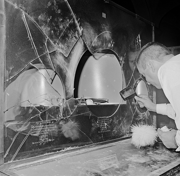 Разбитая витрина Американского музея естественной истории