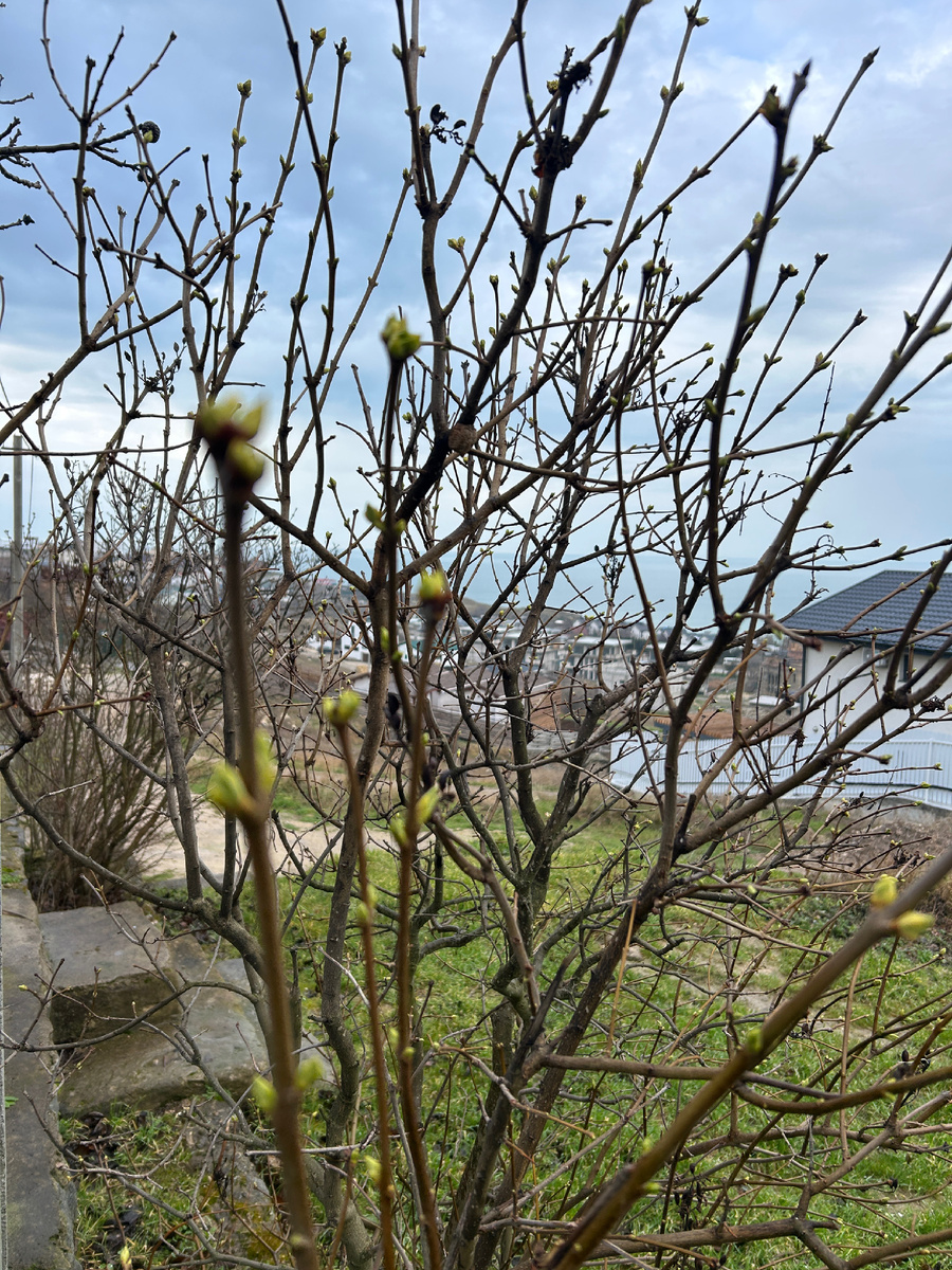 На ветках распускаются почки