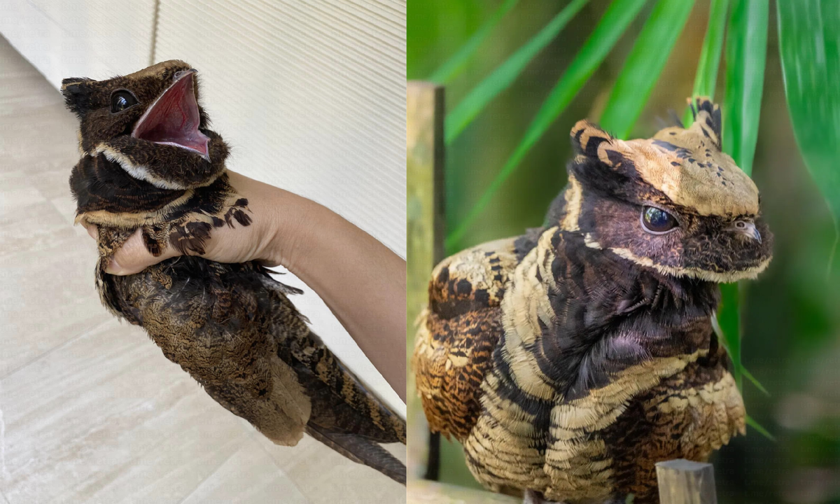 Мутант! Покемон! Так, какие ещё комплименты есть?  